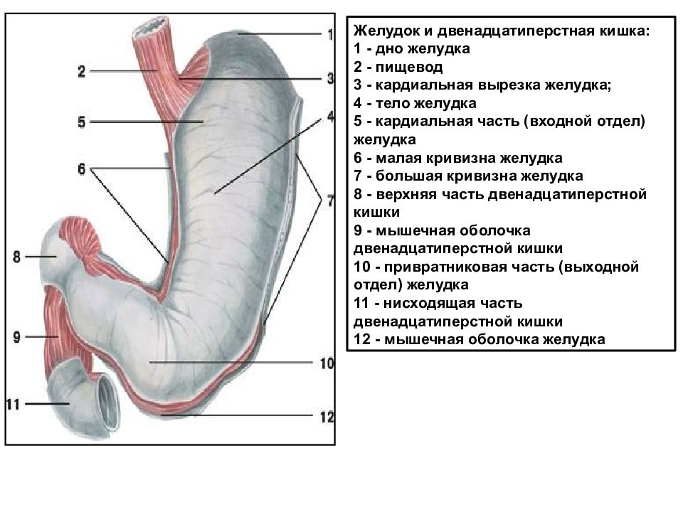 Желудок 2. Анатомические отделы желудка и 12-перстной кишки. Строение желудка и 12 перстной кишки анатомия. Строение 12 перстной кишки кишки. Строение 12 перстной кишки и желудка.