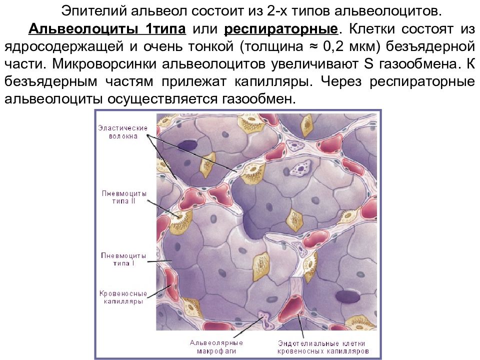 Стенки образованы 1 слоем клеток. Альвеолоциты 1 типа строение. Клетки альвеолоциты 1 порядка. Альвеолоциты 1 и 2 типа. Клетки альвеолярного эпителия легкого.