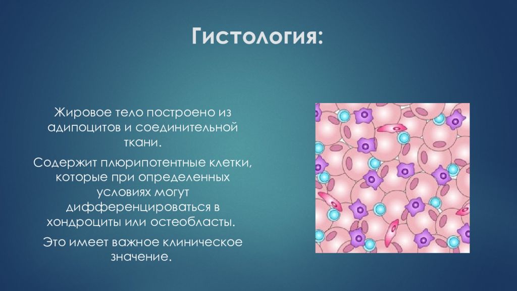 Болезнь гоффа презентация