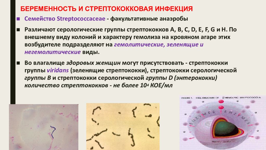 Возбудитель стрептококковой инфекции. Стрептококковые заболевания. Возбудитель стрептококковой инфекции. Заболевания вызываемые стрептококками. Возбудитель стрептококк микробиология.