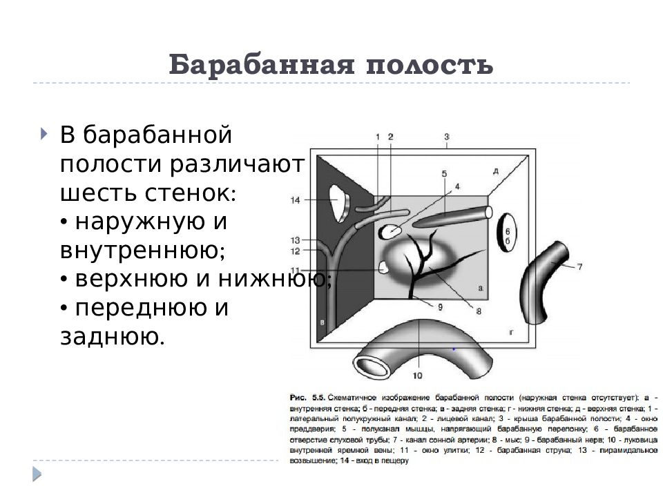 Стенки полости уха