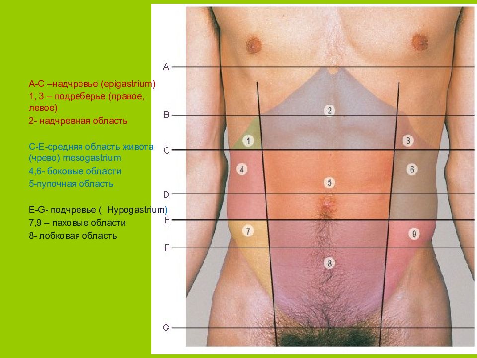 Локализация боли в животе в картинках у мужчин