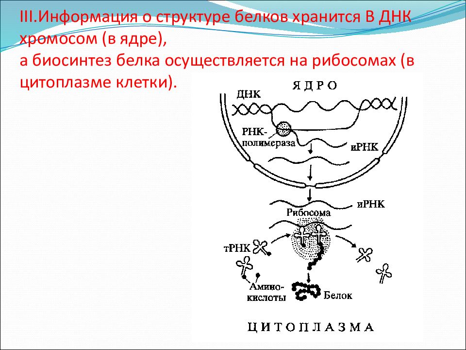 Синтез белка схема