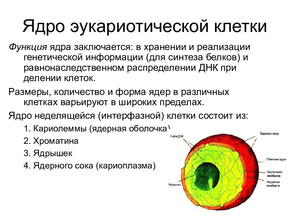 Строение ядра эукариотической клетки презентация 10 класс