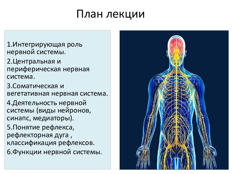 Нервная система как единое. Нервная система.