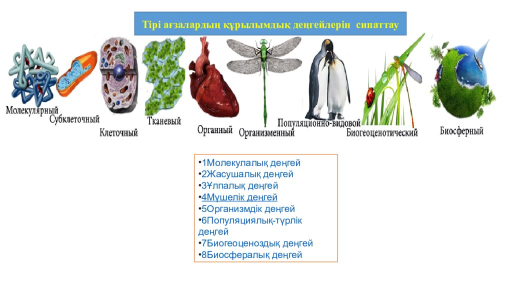 Сабақтың мақсаттары 5.4.2.2. Тірі ағзалардың құрылымдық деңгейлерін