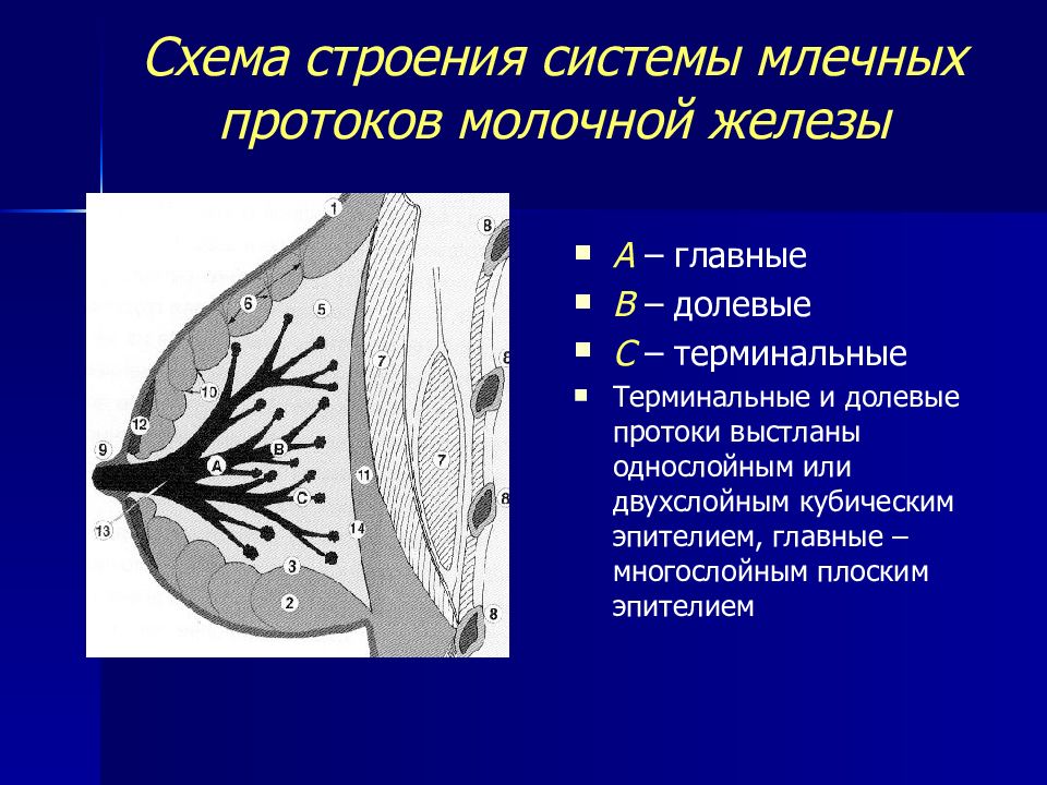 Проток молочной железы. Млечный проток молочной железы. Строение млечных протоков. Анатомия протоков молочной железы. Строение протоков молочной железы.