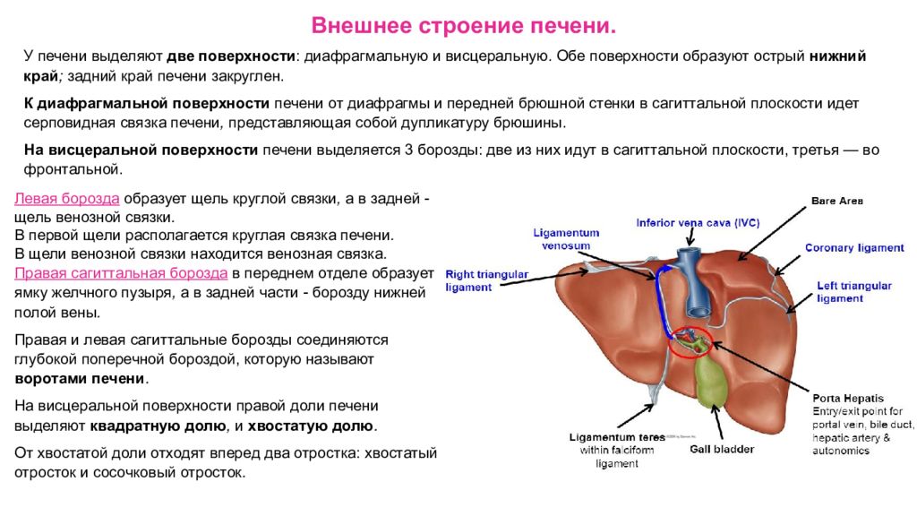 Печень части органа. Желчный пузырь расположение строение анатомия. Печень, желчный пузырь: положение, строение, функции.. Печень, желчный пузырь, поджелудочная железа анатомия строение. Желчный пузырь анатомия строение и функции.