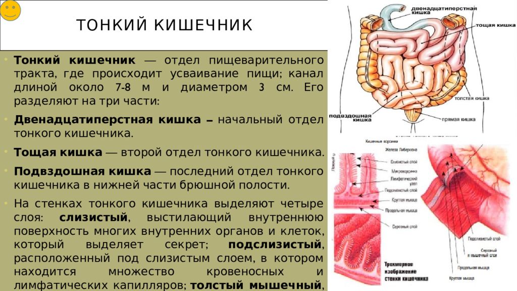 Какое значение имеет складчатость внутренней стенки тонкого кишечника кратко