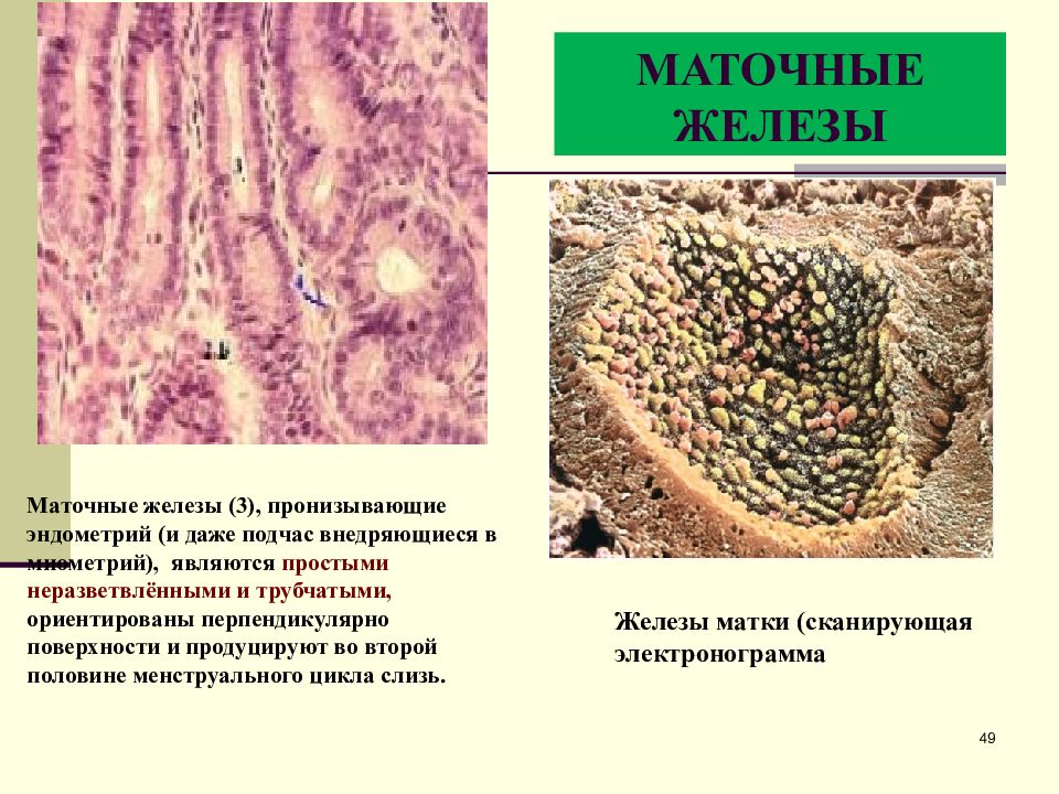 Женская половая область. Маточные железы функция. Простые неразветвленные трубчатые железы маточные железы. Что выделяют маточные железы.