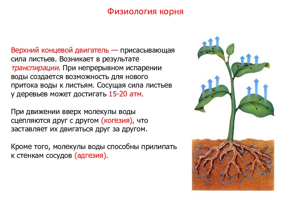 Презентация растения 10 класс