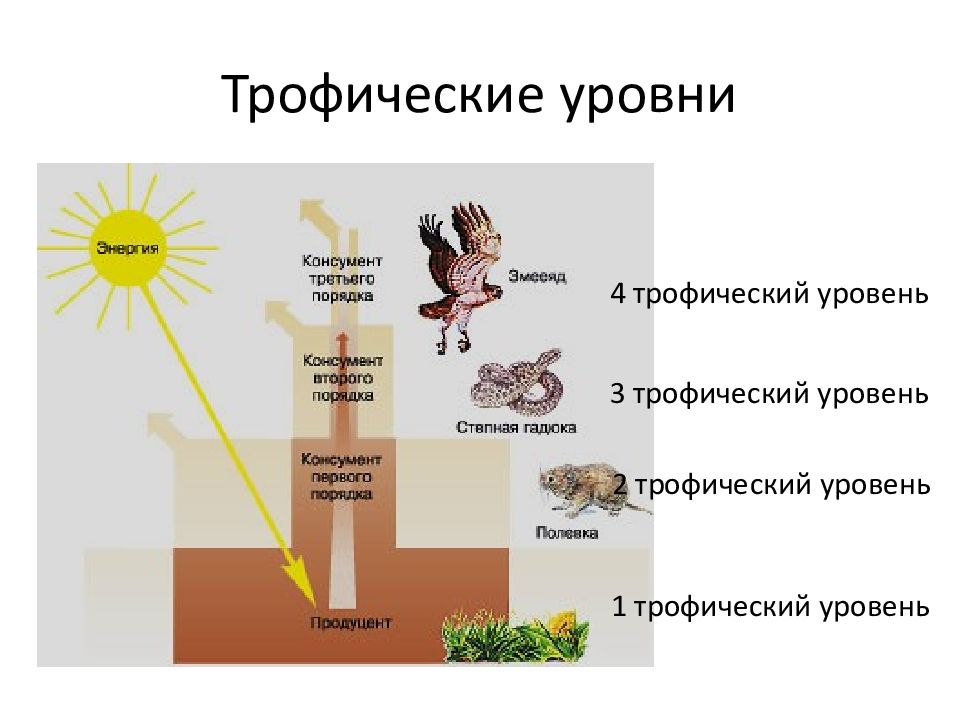 Составление схем передачи веществ и энергии цепей питания презентация