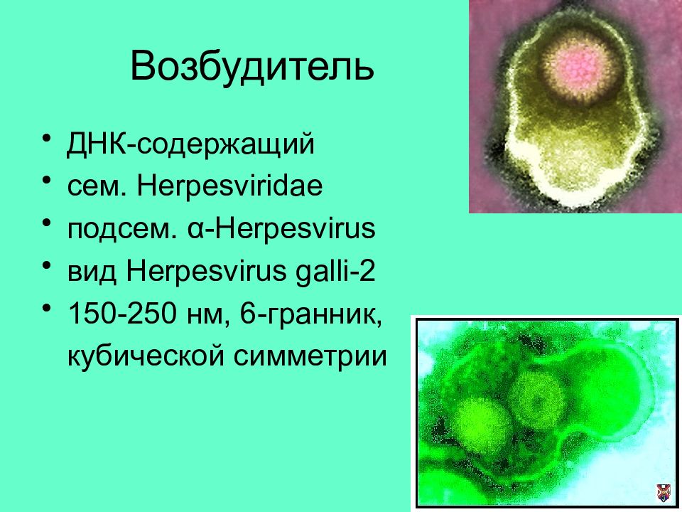 Болезнь куру презентация