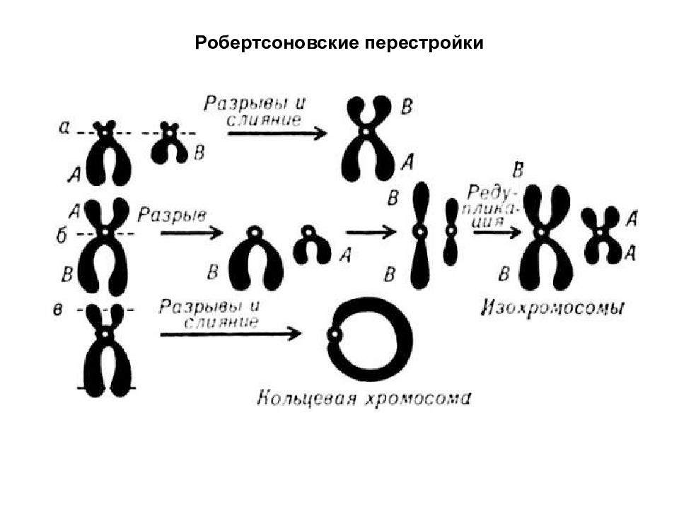 Какие виды хромосомных мутаций изображены на рисунке