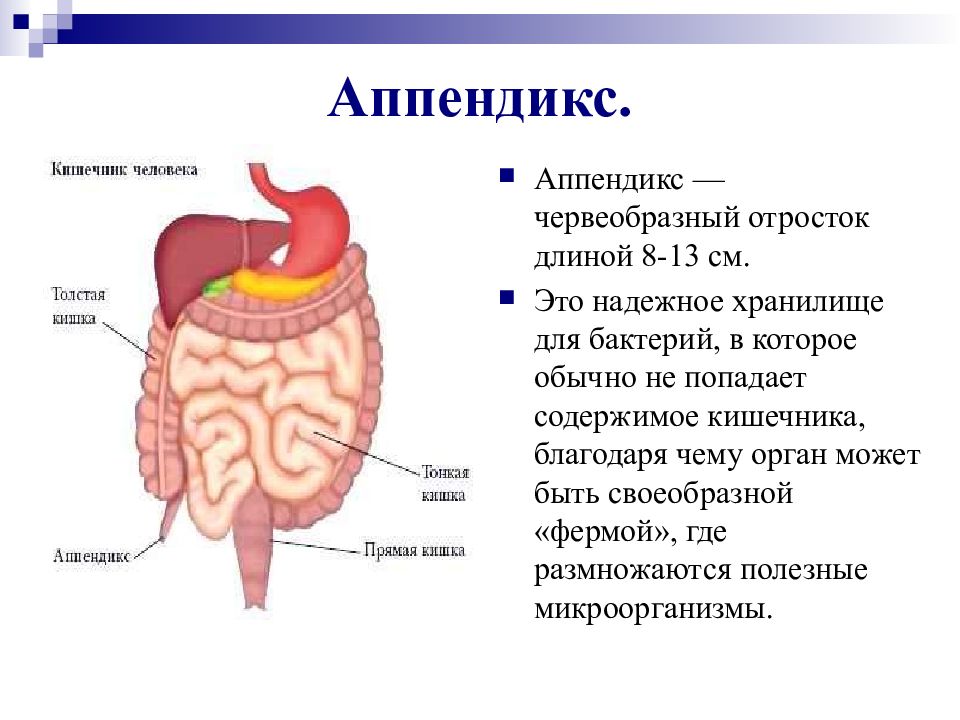Какую функцию выполняет кишка