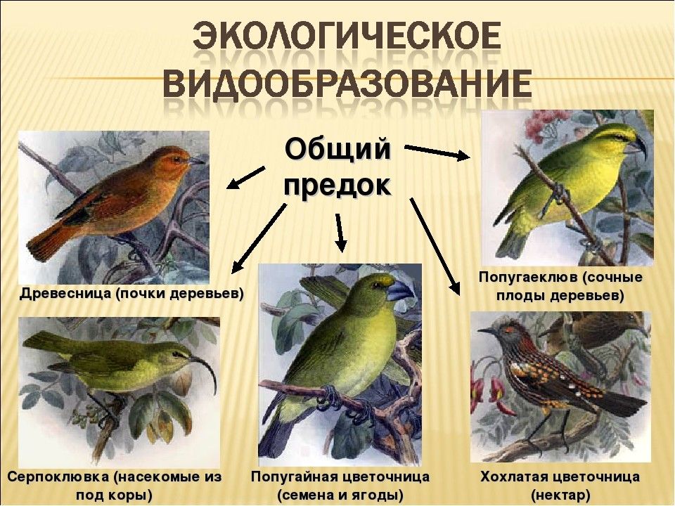 Процессы образования видов презентация