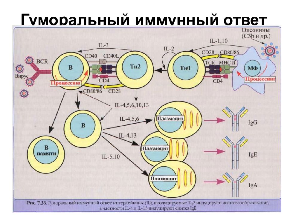 Вторичный иммунный ответ схема