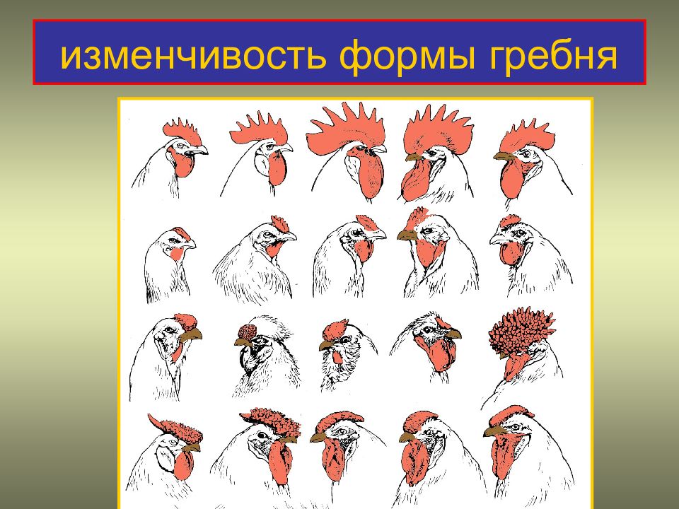 Изменчивость картинки для презентации