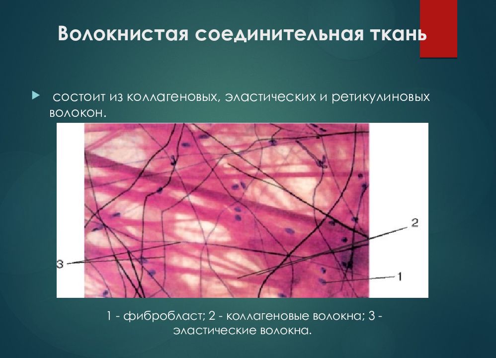 Особенности волокнистой соединительной ткани