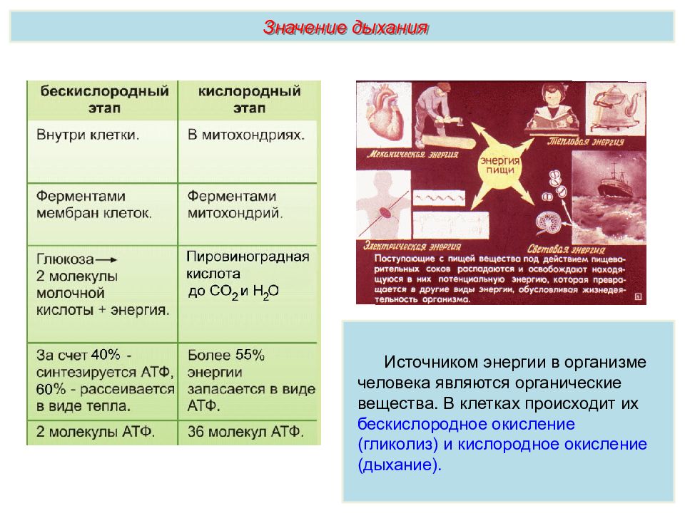 Дыхательная система презентация пименов