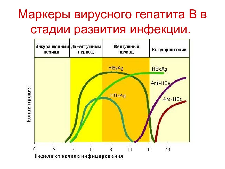 Острый гепатит в ультразвуковом изображении характеризуется