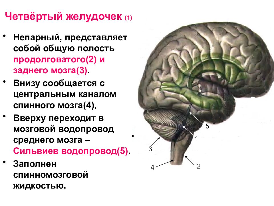 Задний мозг презентация анатомия