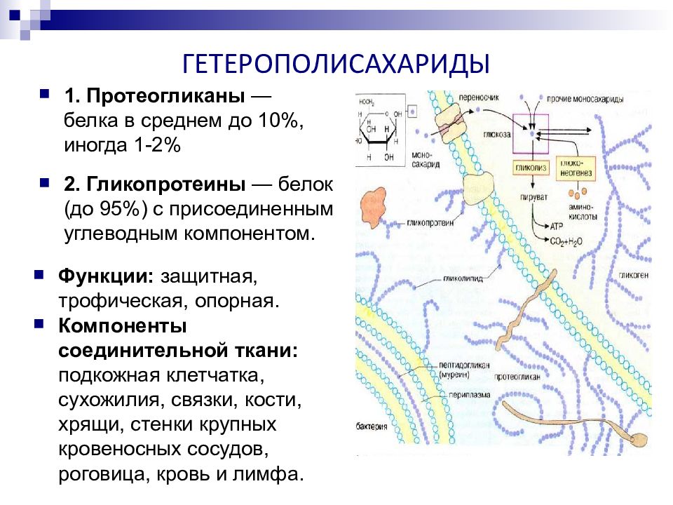 Репликация экзоцитоз присоединение углеводных компонентов. Углеводные компоненты в гликопротеинах предназначены для:. Экзоцитоз в клетке. Репликация экзоцитоз присоединение углеводных компонентов. Функции аппарата гольджи и эндоплазматической сети.
