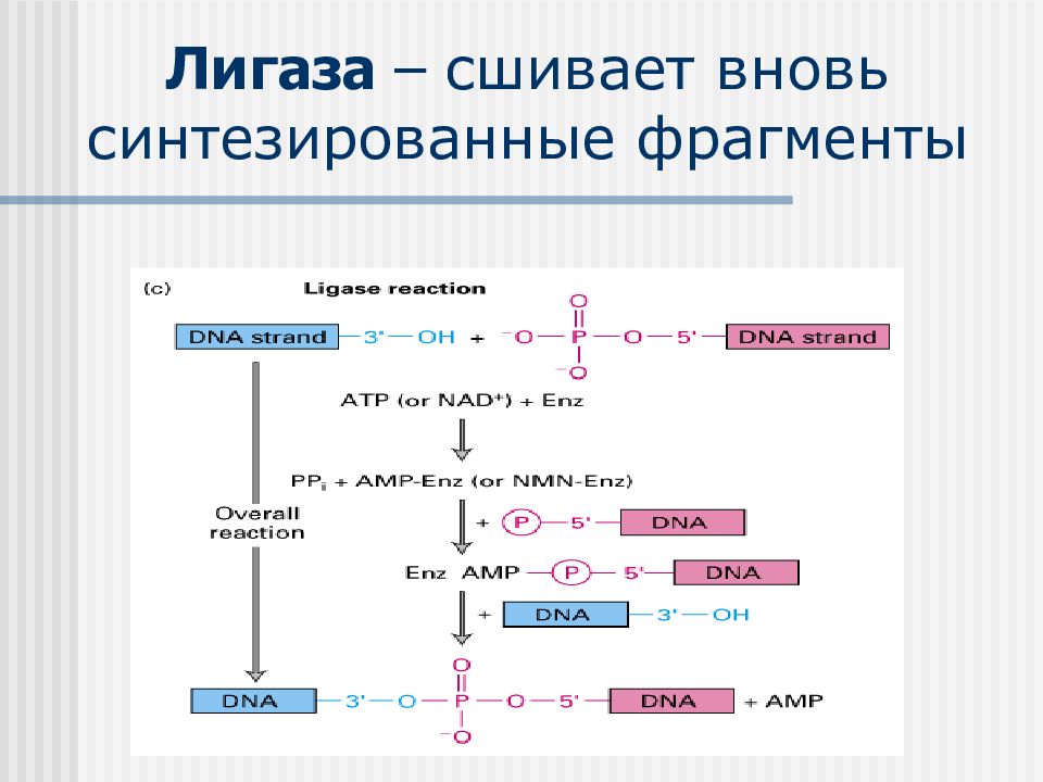 Реализация наследственной информации в клетке 10 класс презентация