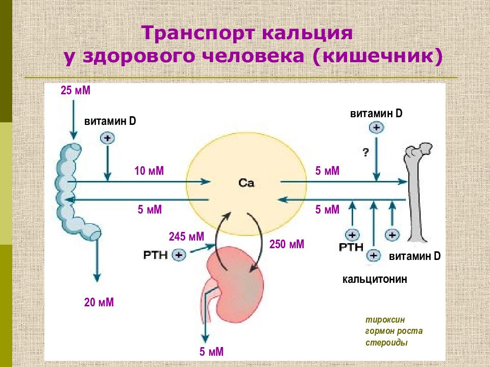 Фосфорно кальциевый обмен биохимия презентация