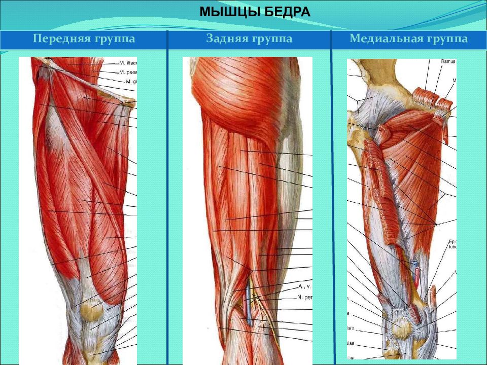 Группа бедренном. Передняя и медиальная группы мышц бедра. Мышцы бедра передняя задняя медиальная группа. Передняя группа мышц бедра четырехглавая. Медиальная группа мышц бедра анатомия.