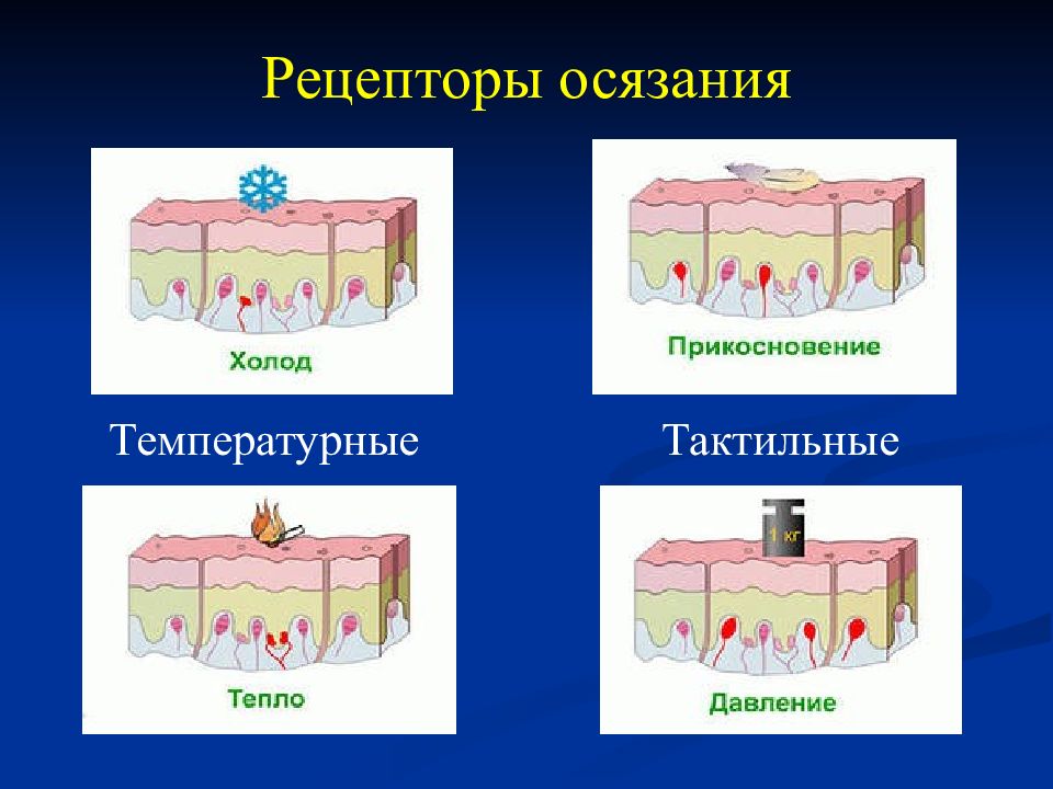 Какие рецепторы кожи вам известны