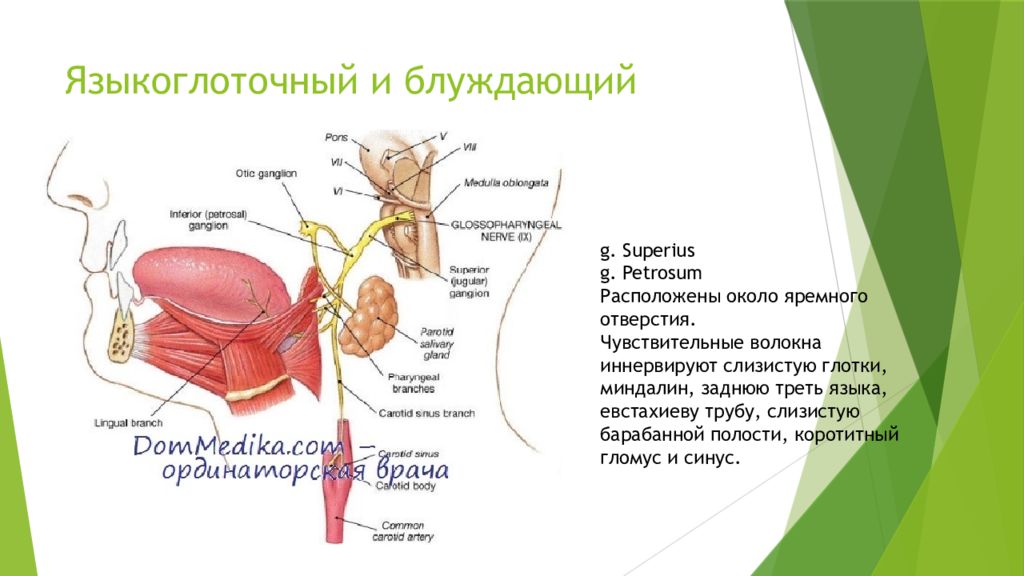 Thyroglossus латынь