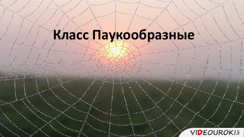 Класс Паукообразные