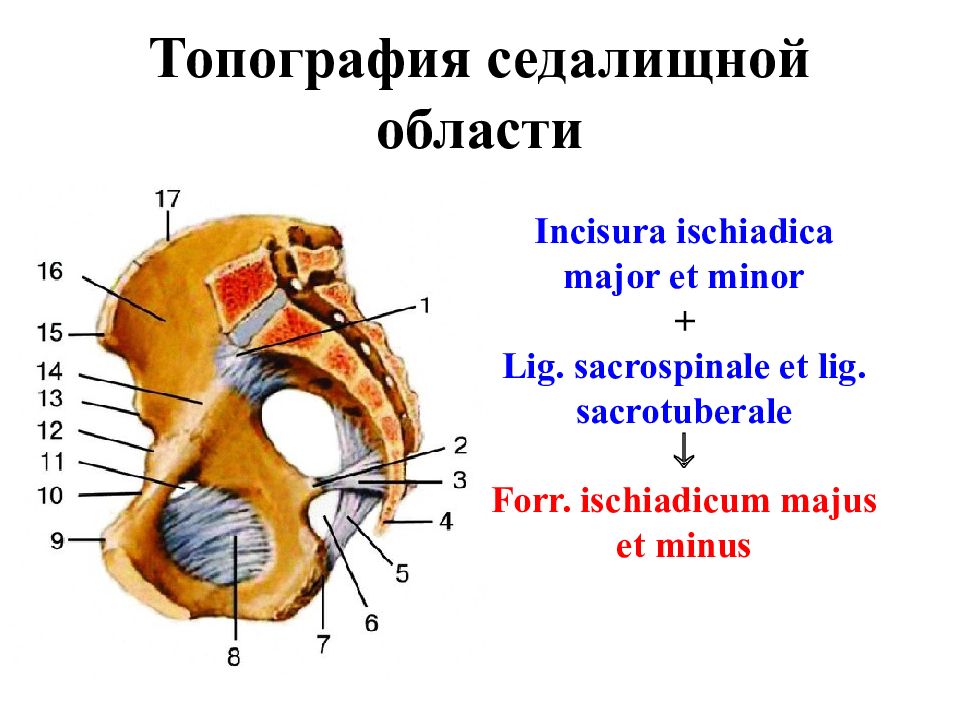 Foramen ischiadicum minus. Incisura ischiadica Major. Топография седалищной области. Топография таза. Lig sacrospinale и sacrotuberale.