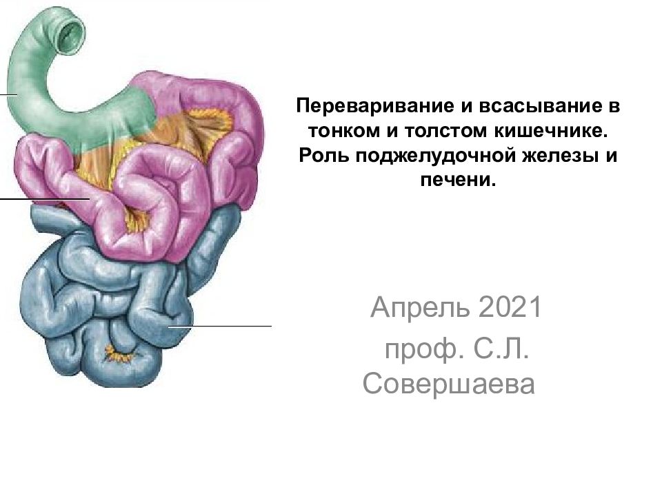 Баугиниевая заслонка кишечника где находится