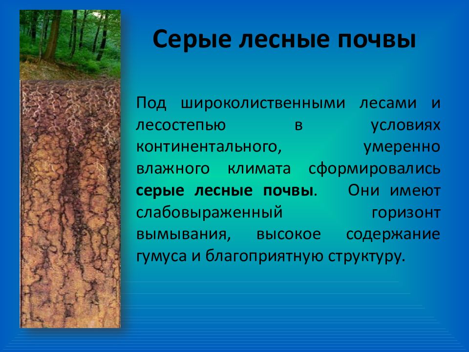 В какой природной зоне коричневые почвы. Гумусовый Горизонт серых лесных почв. Серая Лесная почва характеристика 4. Плодородность серых лесных почв. Серые Лесные почвы плодородие.