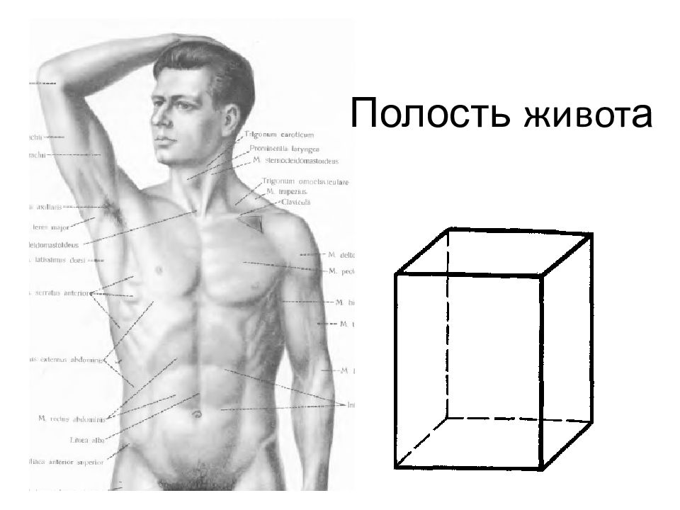 Полость живота. Живот имеет форму треугольника.