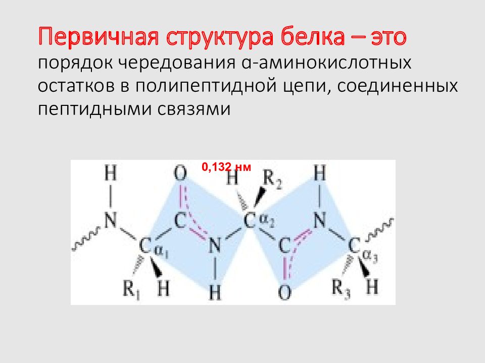 Рассмотрите схему участка первичной структуры молекулы белка какой цифрой обозначена