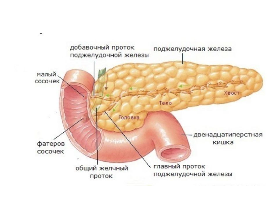 Строение поджелудочной железы анатомия рисунок с подписями