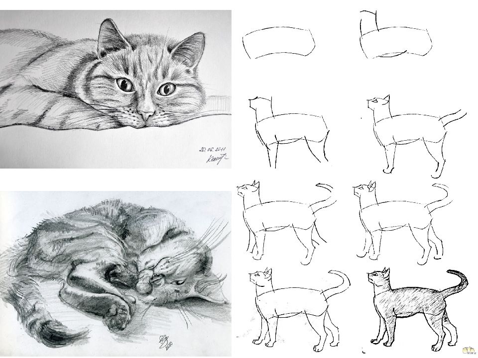 Как нарисовать кошку и собаку вместе легко и красиво