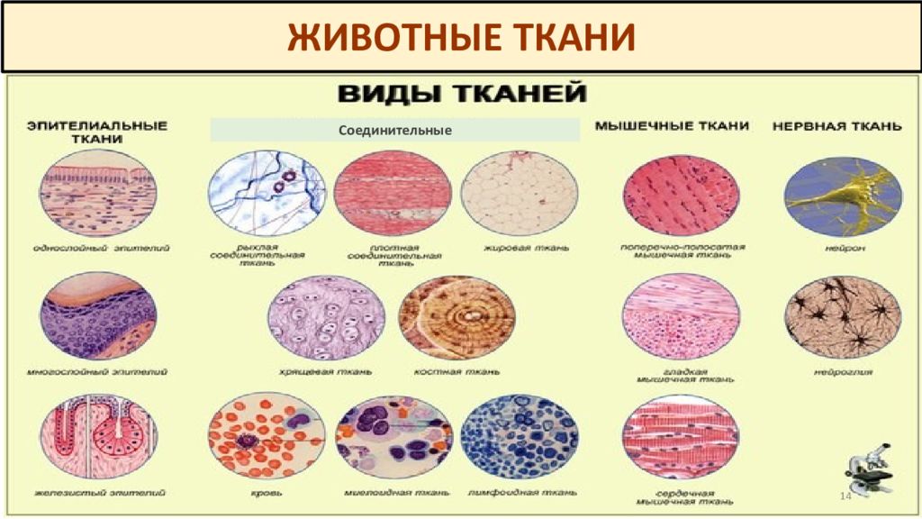Тест ткани 6 класс биология. Соединительная ткань гистология таблица. Ткани гистология. Типы тканей гистология. Классификация тканей гистология.
