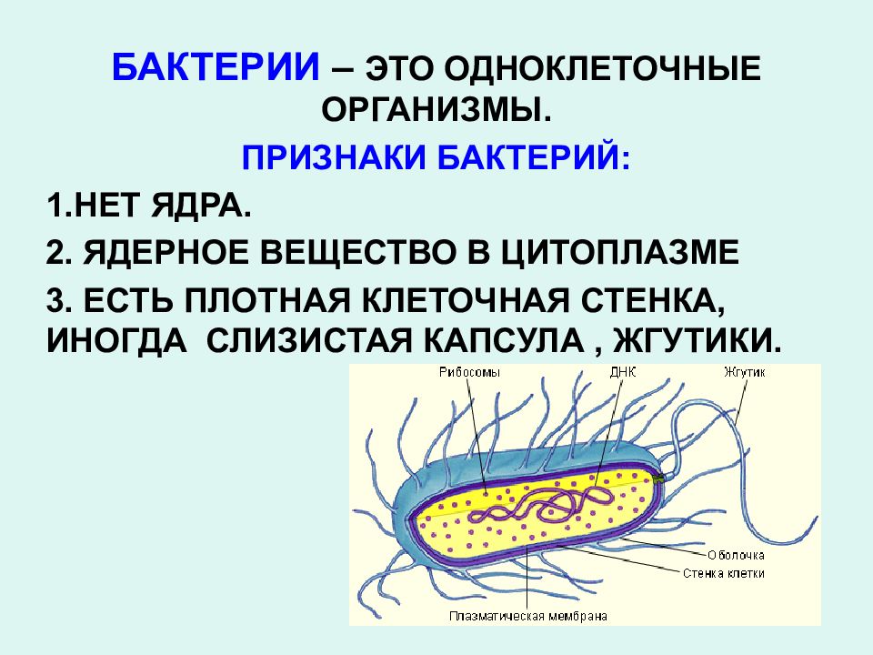 Проект по биологии на тему бактерии древнейшая форма организмов