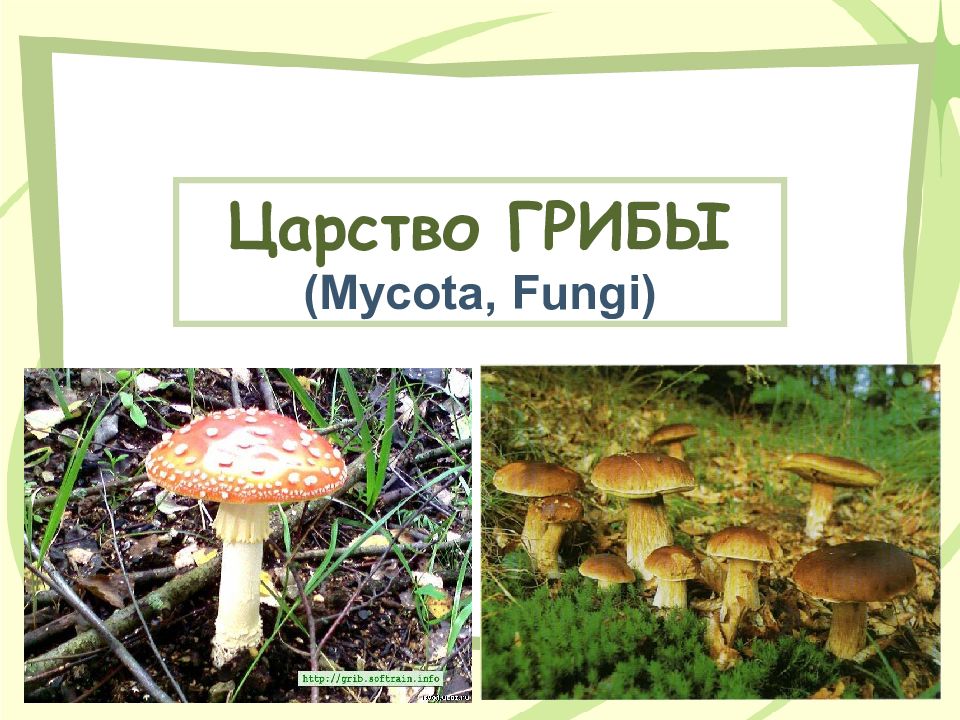 Царство ГРИБЫ ( Mycota, Fungi )