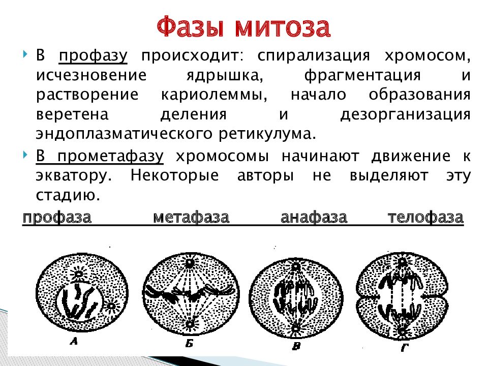 Характеристика митоза рисунок