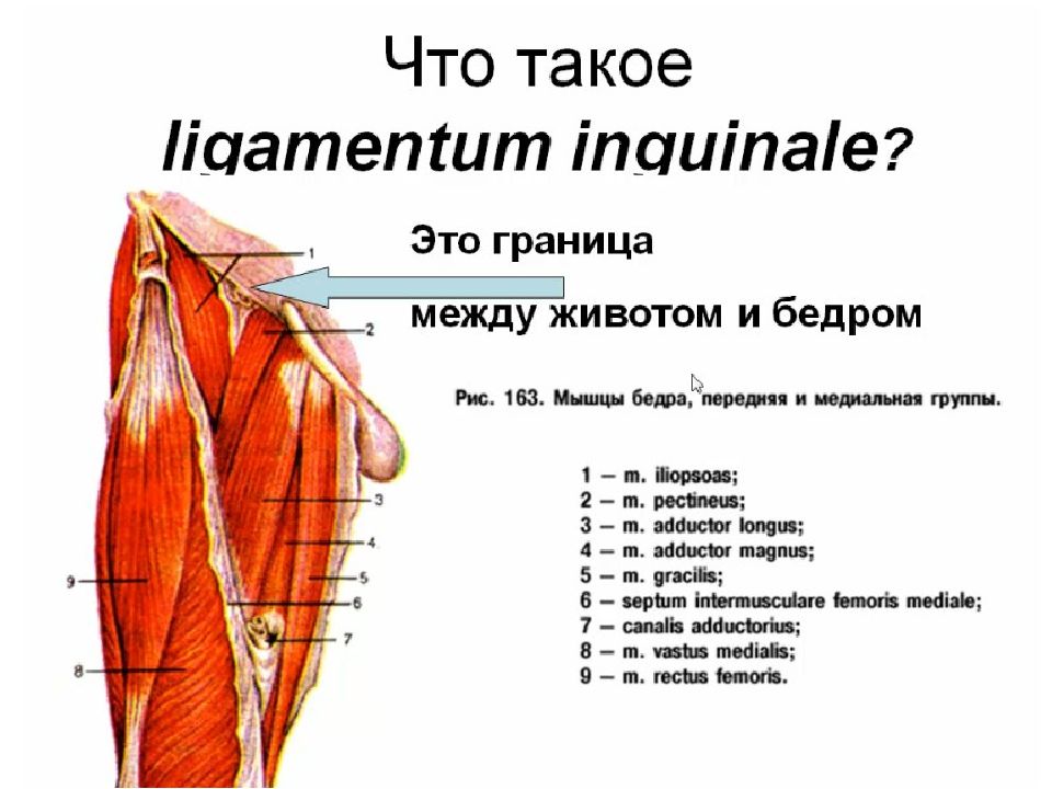 Lig inguinale. Septum intermusculare femoris lateralis. Ligamentum Pectineus. Ligamentum inguinale перед.