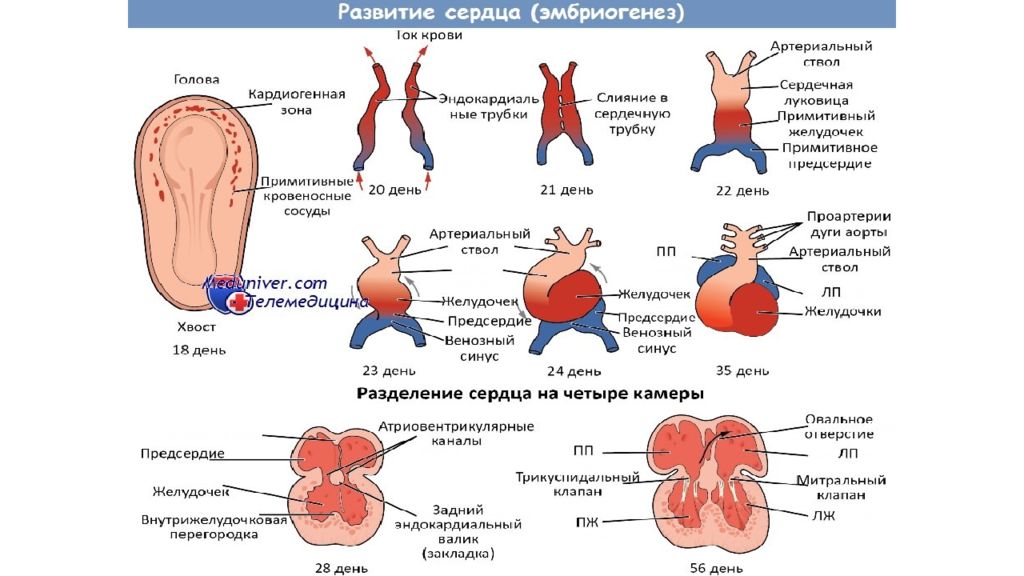 Формирование сердца. Эмбриогенез сердца по неделям. Эмбриогенез сердца у детей. Возрастные особенности сердца анатомия. Стадии развития сердца.