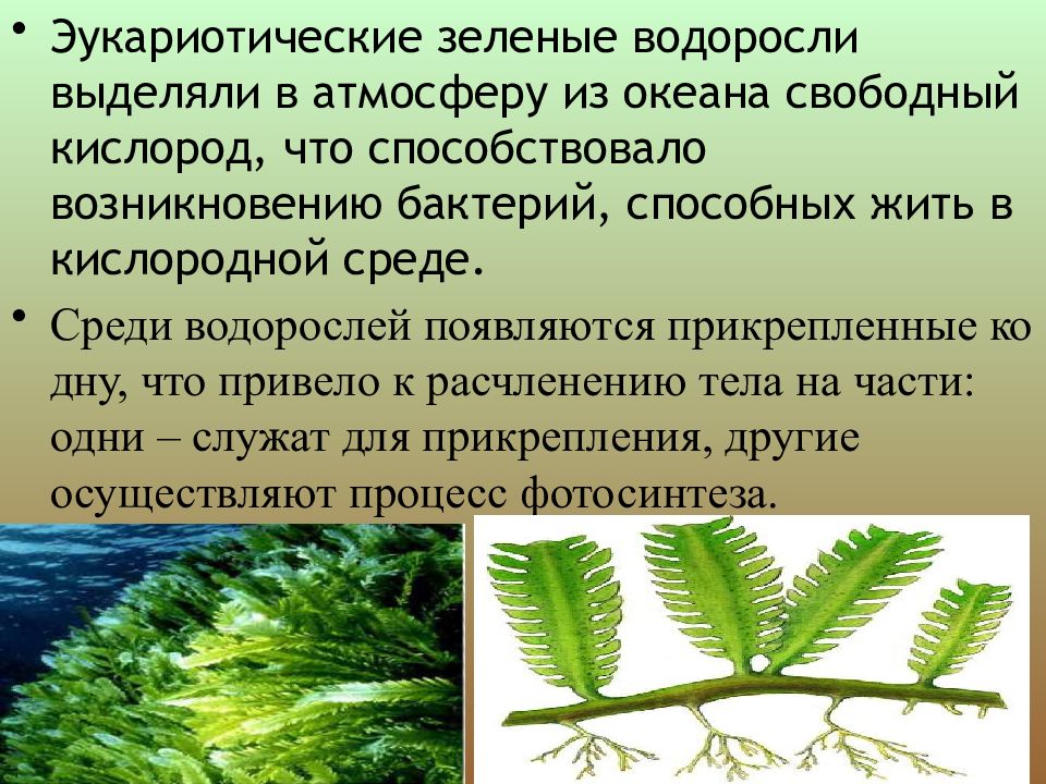 Рассмотрите изображение различных объектов живой природы зеленые водоросли мхи сумчатые грибы