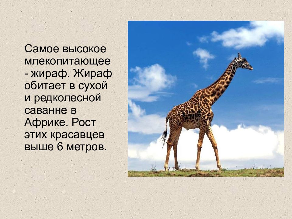 Где обитает жираф. Презентация на животного жирафа для детей.