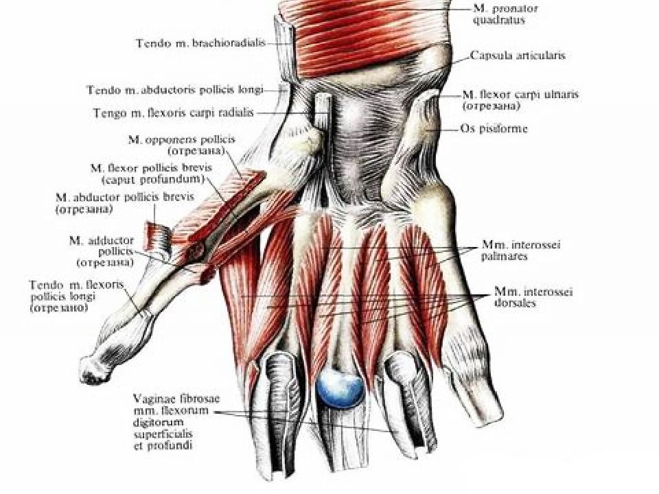 Мышцы кисти руки анатомия