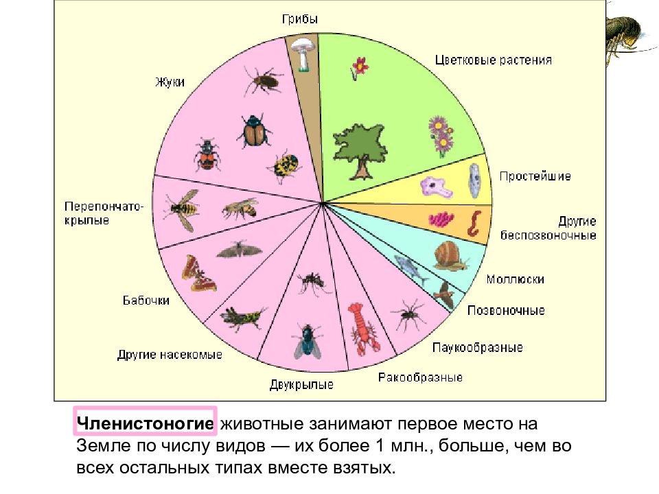 Презентация классификация организмов 11 класс